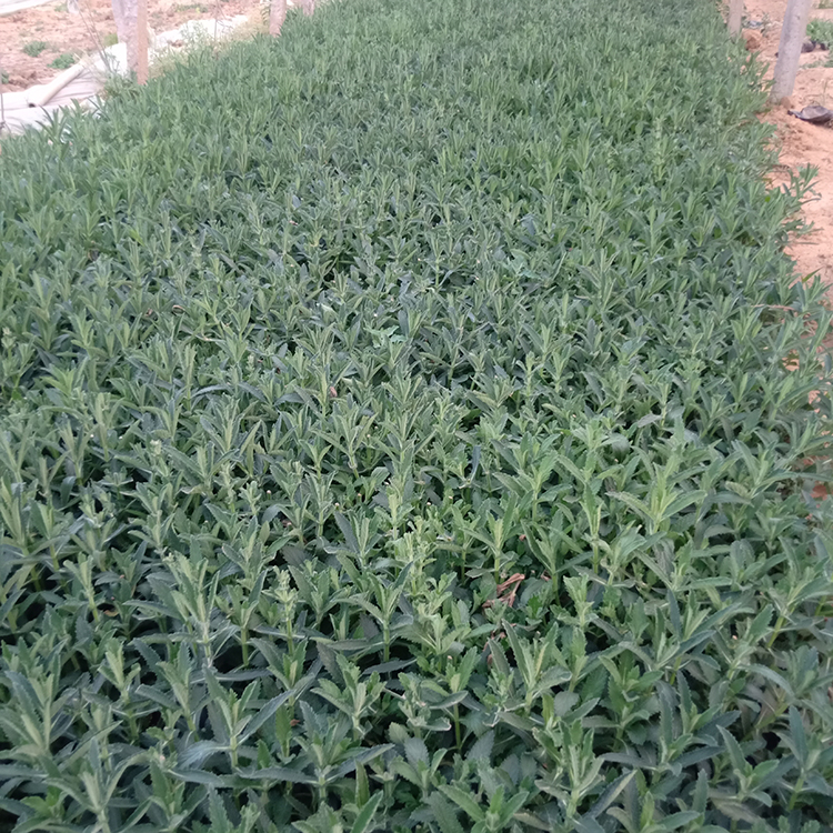 价格从优 马鞭草 潍坊马鞭草基地出售