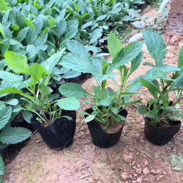马鞭草小苗行情 大量批发 山东马鞭草小苗