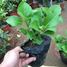 绣球小苗种植基地 青州万启园林绿化 盆栽绣球