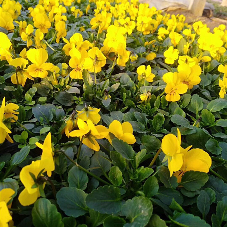 观赏盆栽 三色堇 青州三色堇种植基地