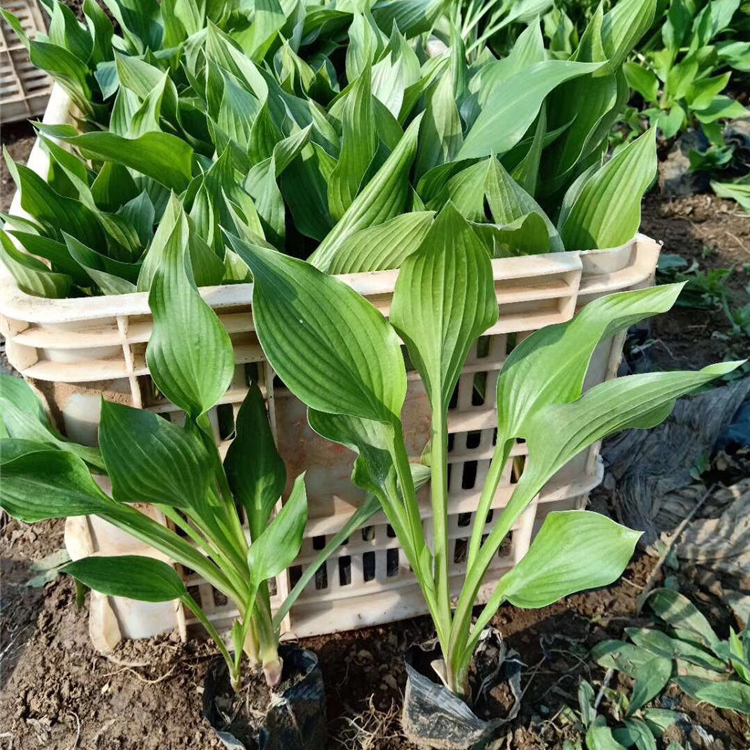 水生绿植玉簪报价 产地供应 青州水生绿植玉簪