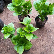 八仙花小苗 苗圃供应 八仙花小苗种植基地