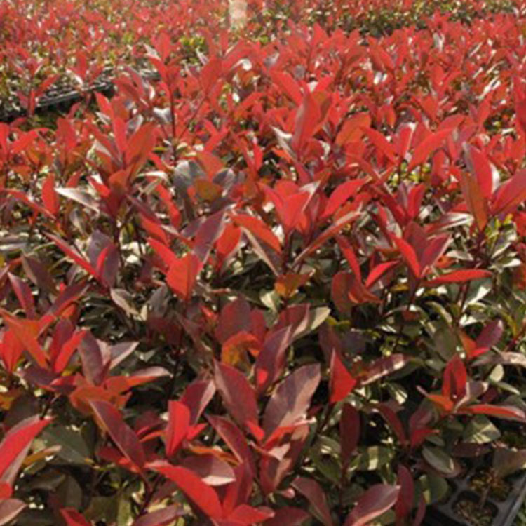 红叶石楠树苗种植基地 万启园林 山东红叶石楠树苗