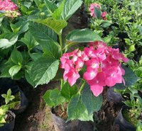 万启八仙花小苗供应商 河北绣球花种植基地 八仙花价格