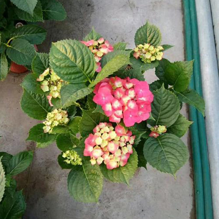 青州八仙花 基地供应 八仙花价格
