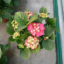 青州八仙花 基地供应 八仙花价格
