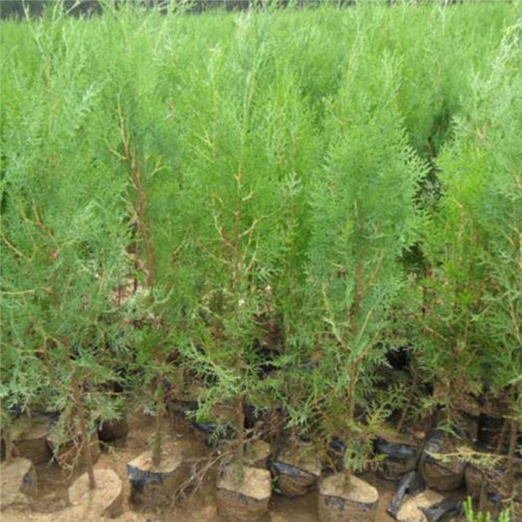 绿篱用 侧柏树苗种植基地 青州侧柏树苗