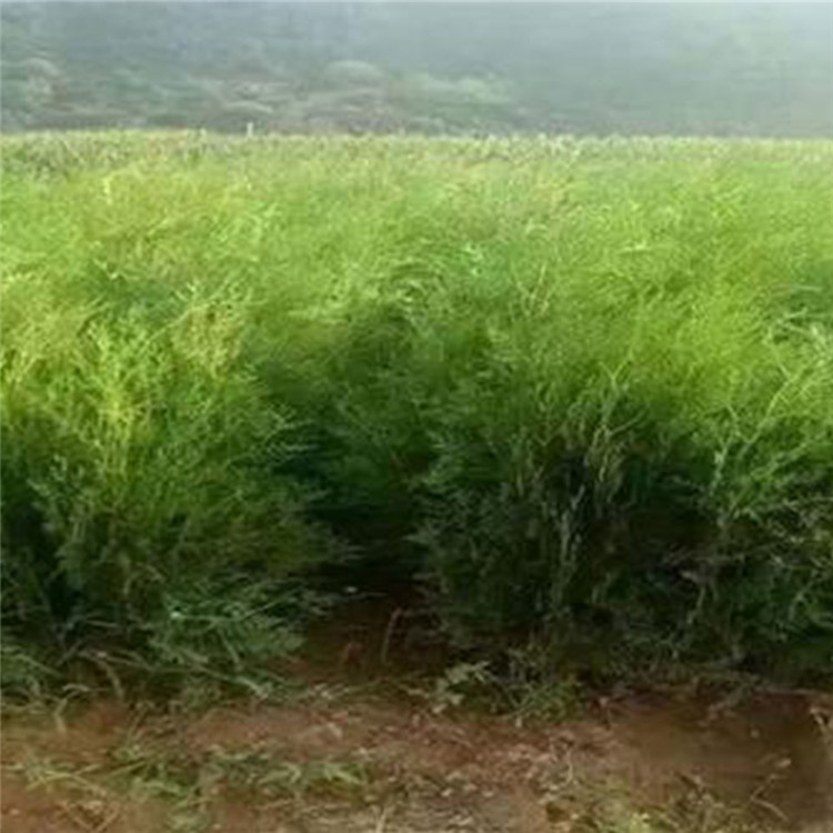 侧柏 绿化苗木供应 侧柏行情