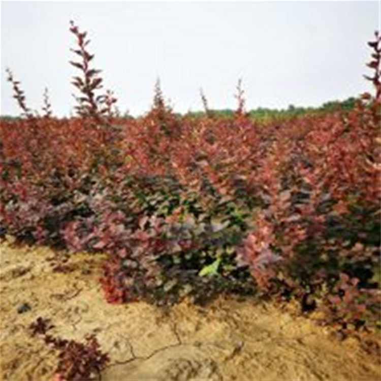 红叶小檗树苗 红叶小檗树苗批发 山东红叶小檗树苗