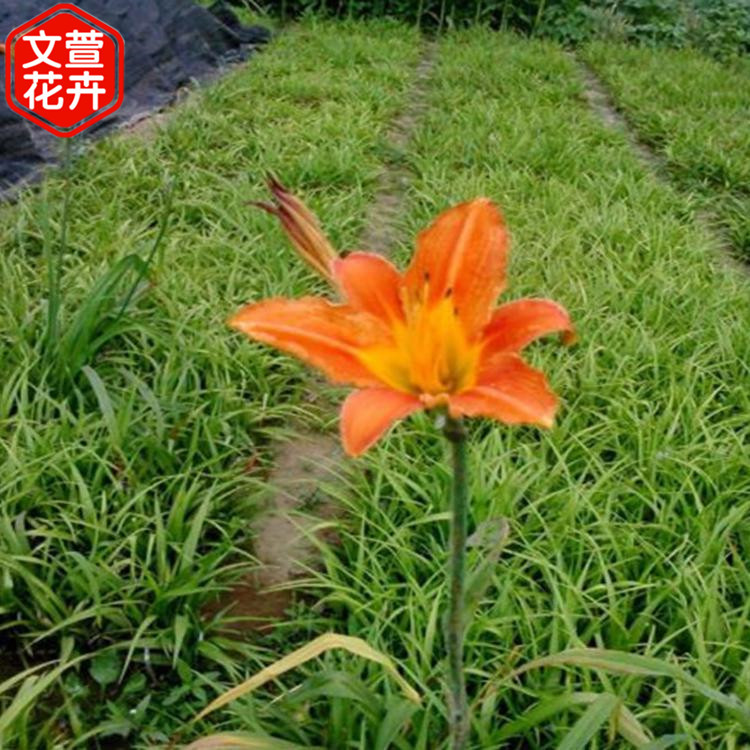大花萱草小苗 好苗预定中 大花萱草小苗价格