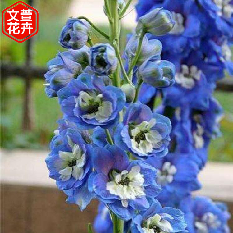 飞燕草小苗 价格从优 山东飞燕草小苗