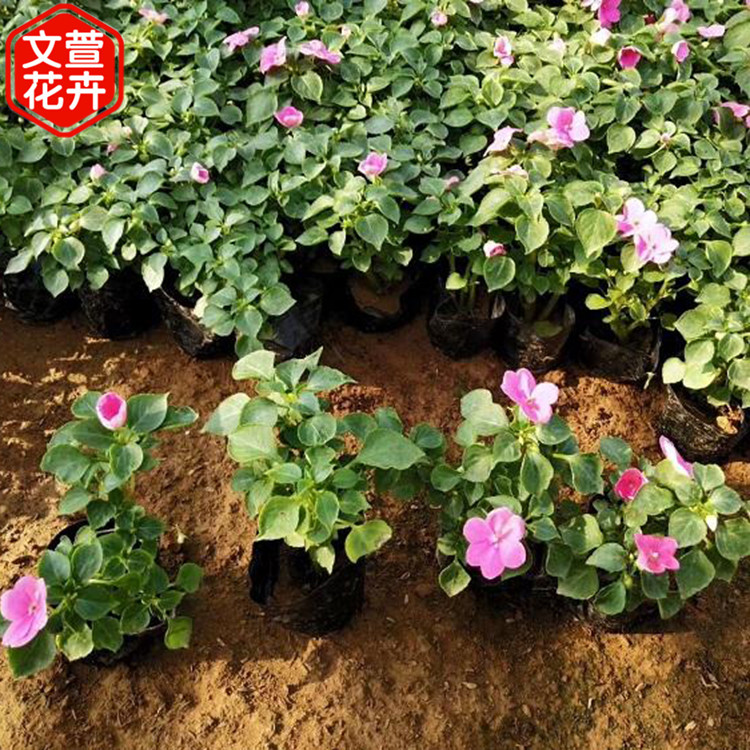 观赏盆栽 非洲凤仙批发 青州观赏盆栽 价格合理