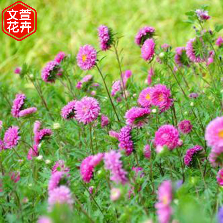 翠菊小皮碗 应季苗木 翠菊小皮碗供应商