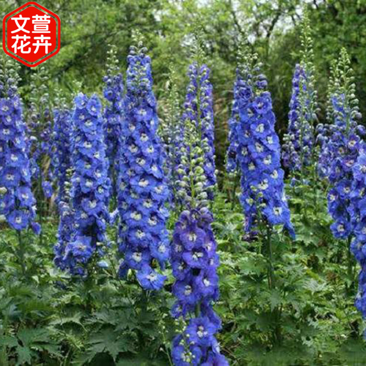 飞燕草报价 量大优惠 青州飞燕草