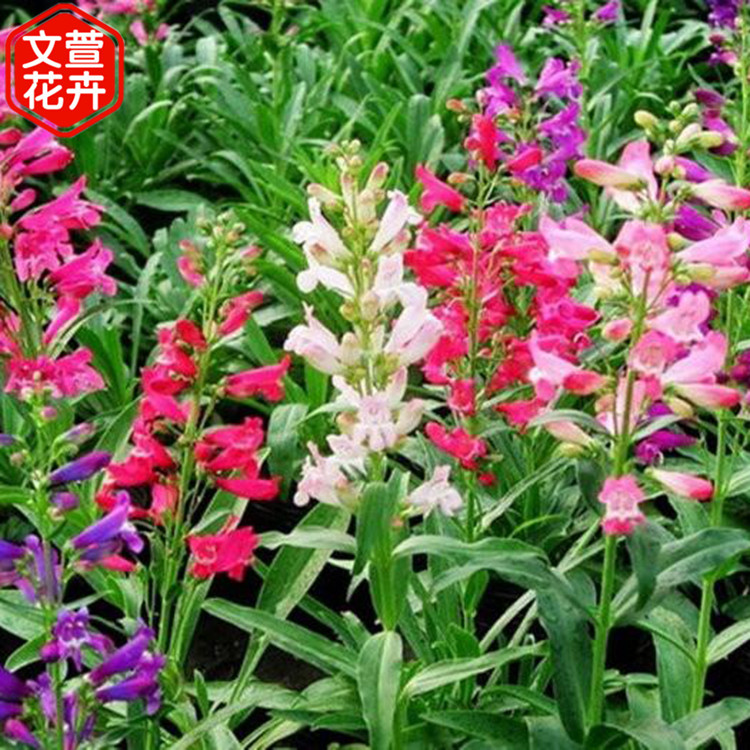 钓钟柳种苗 文萱花卉苗木 青州钓钟柳供货商
