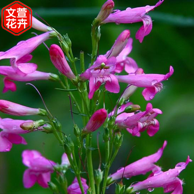 钓钟柳种苗 基地出售好苗 青州钓钟柳销售