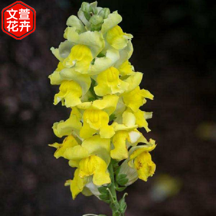 飞燕草小苗报价 订购报价 青州飞燕草小苗