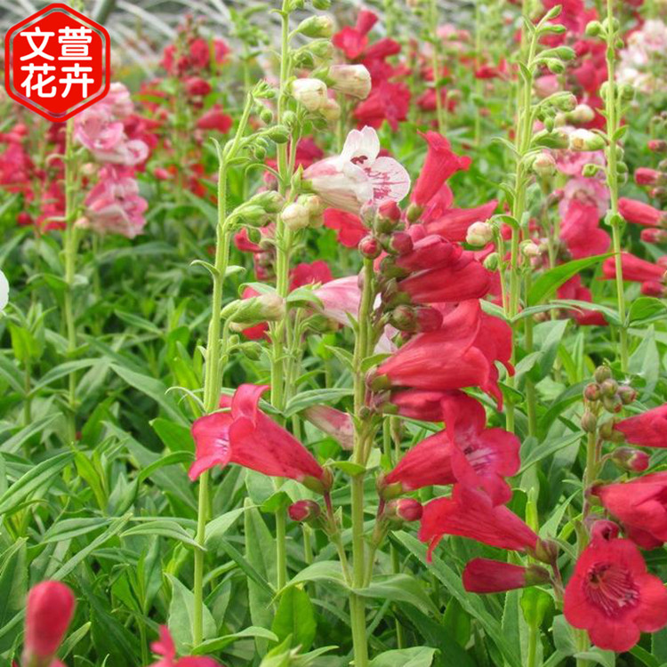 基地出售好苗 钓钟柳 钓钟柳批发