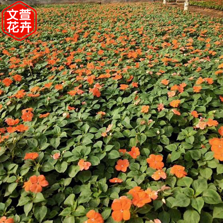 非洲凤仙苗行情 庭院花卉 山东非洲凤仙苗