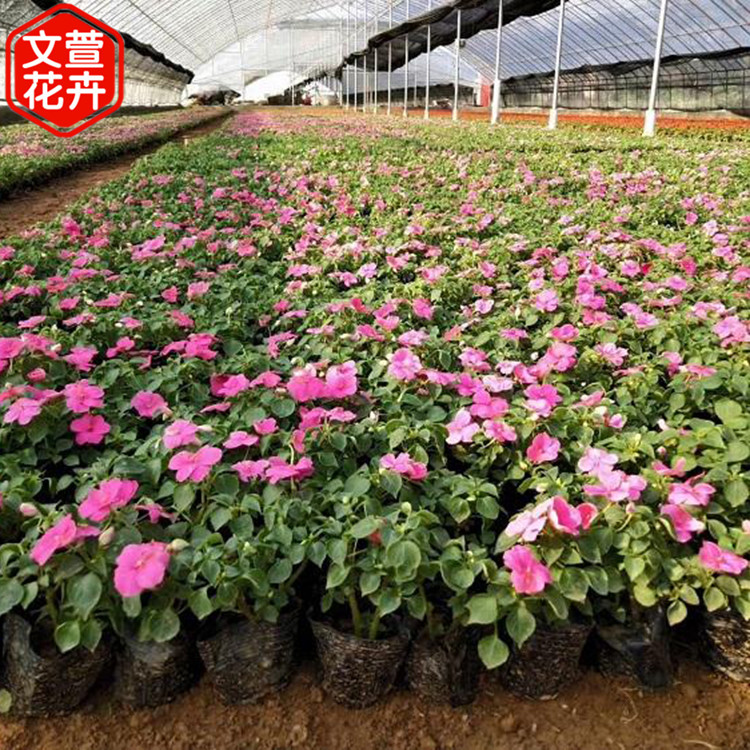 非洲凤仙 非洲凤仙供应商 山东非洲凤仙 采购基地