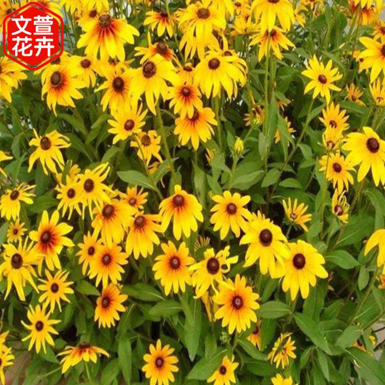 黑心菊出售 长势喜人 山东黑心菊