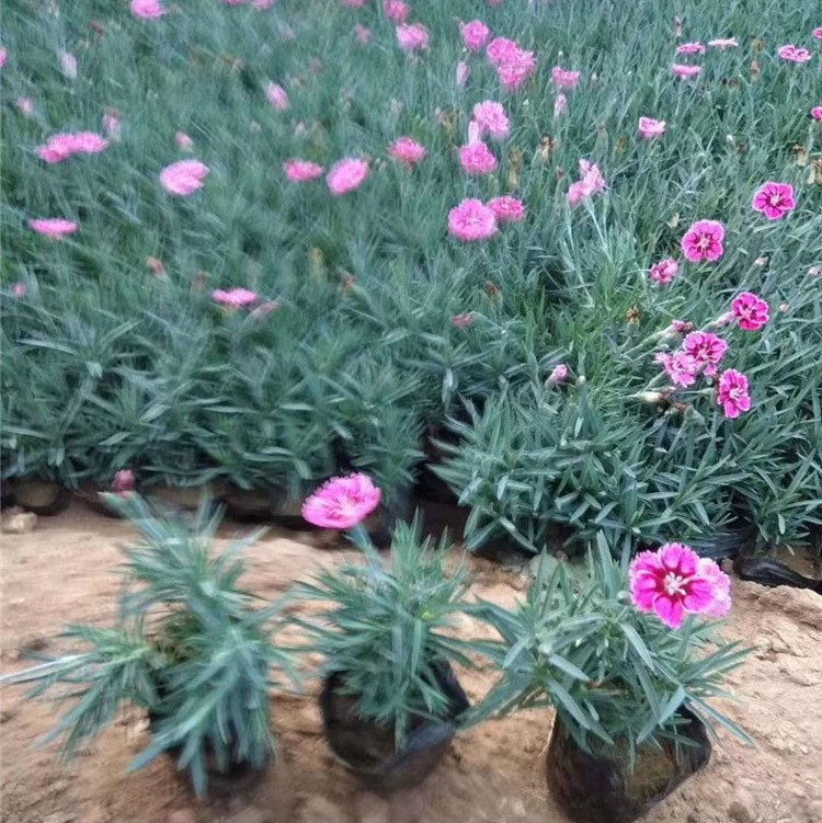 花海花卉彩虹石竹彩虹石竹小苗双色盆彩虹石竹基地