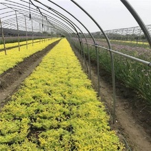 基地大量供应佛甲草  金叶佛甲草幼苗  多用于地被绿化