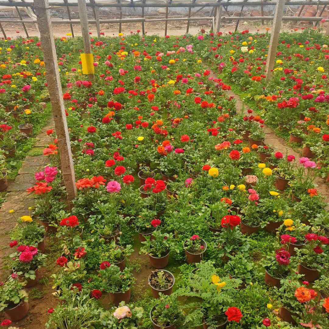 欣彤   芹叶牡丹供应  花色丰富艳丽