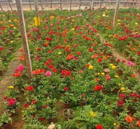 欣彤   芹叶牡丹供应  花色丰富艳丽