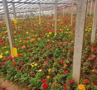 欣彤   芹叶牡丹价格  花形优美而独特