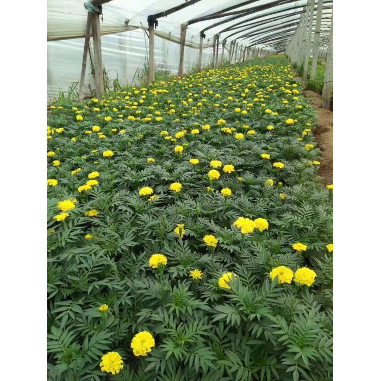 常年供应万寿菊 万寿菊盆栽 青州黄楼万寿菊基地