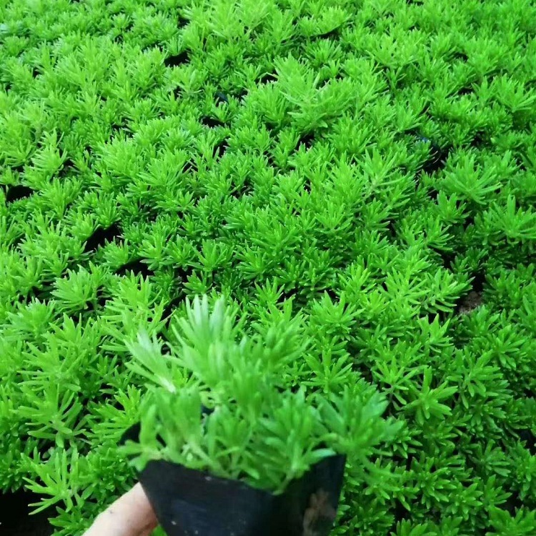屋顶绿化金叶佛甲草  绿色佛甲草  耐旱能力强