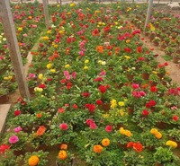 欣彤   芹叶牡丹供应商  开花早、株型大、开花多