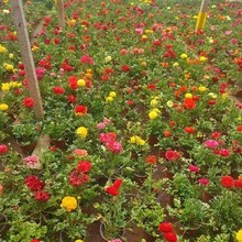 出售芹叶牡丹 芹叶牡丹培育花农自营