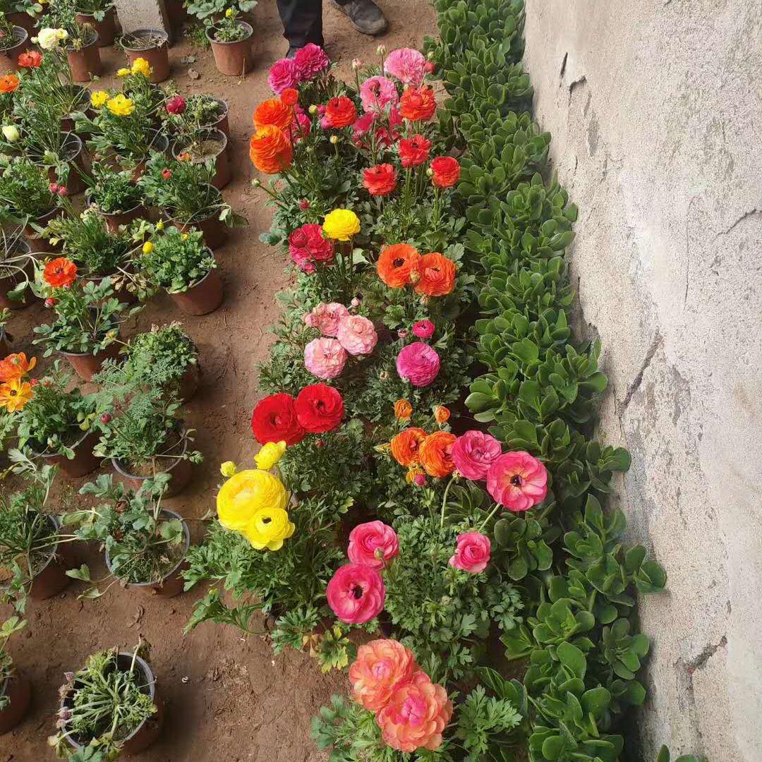 出售芹叶牡丹 芹叶牡丹批发量大从优