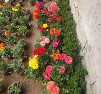 出售芹叶牡丹 芹叶牡丹批发量大从优