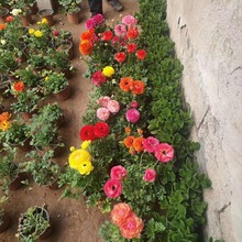出售芹叶牡丹 芹叶牡丹批发量大从优