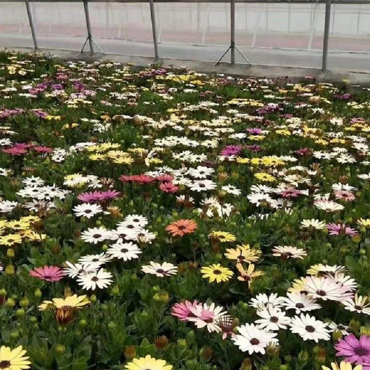 时令草花万寿菊 万寿菊供应商 山东草花批发基地