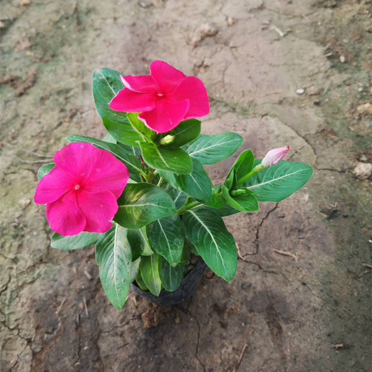 长春花 宿根花卉 价格实惠 天天开基地