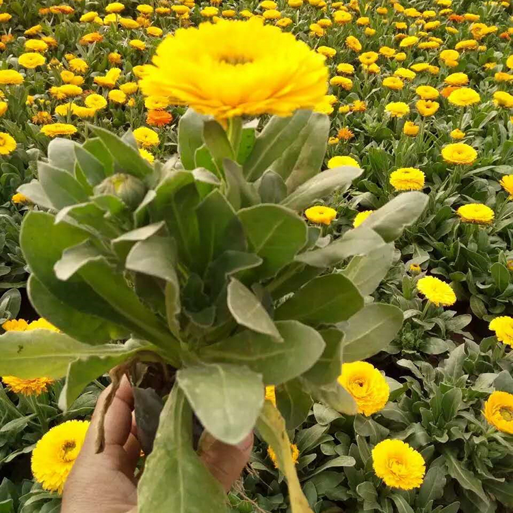 万寿菊杯苗 万寿菊供应商 青州草花