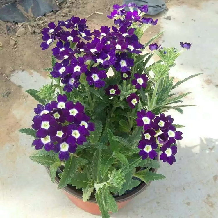 山东美女樱 草花批发 美女樱价格