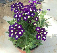 山东美女樱 草花批发 美女樱价格