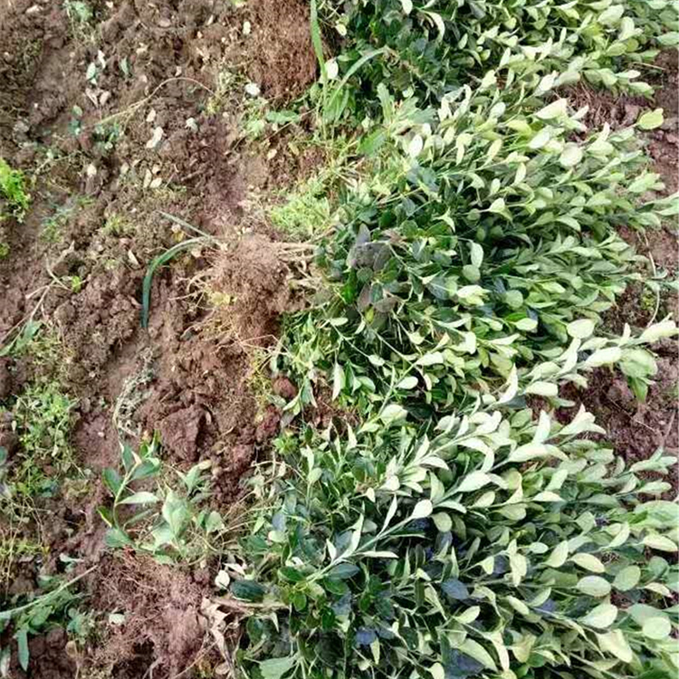 量大优惠 冬青报价 山东冬青