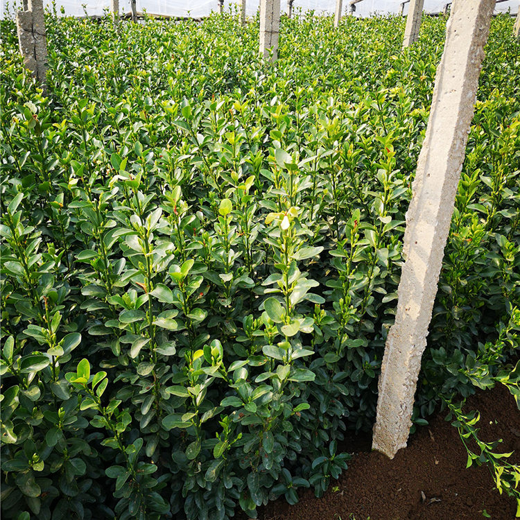量大优惠 大叶黄杨苗种植基地 山东大叶黄杨苗