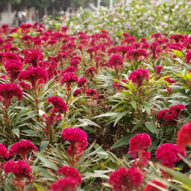 鸡冠花基地 价格实惠 山东观赏花卉鸡冠花