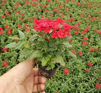 宿根草花供应商 美女樱行情 青州美女樱
