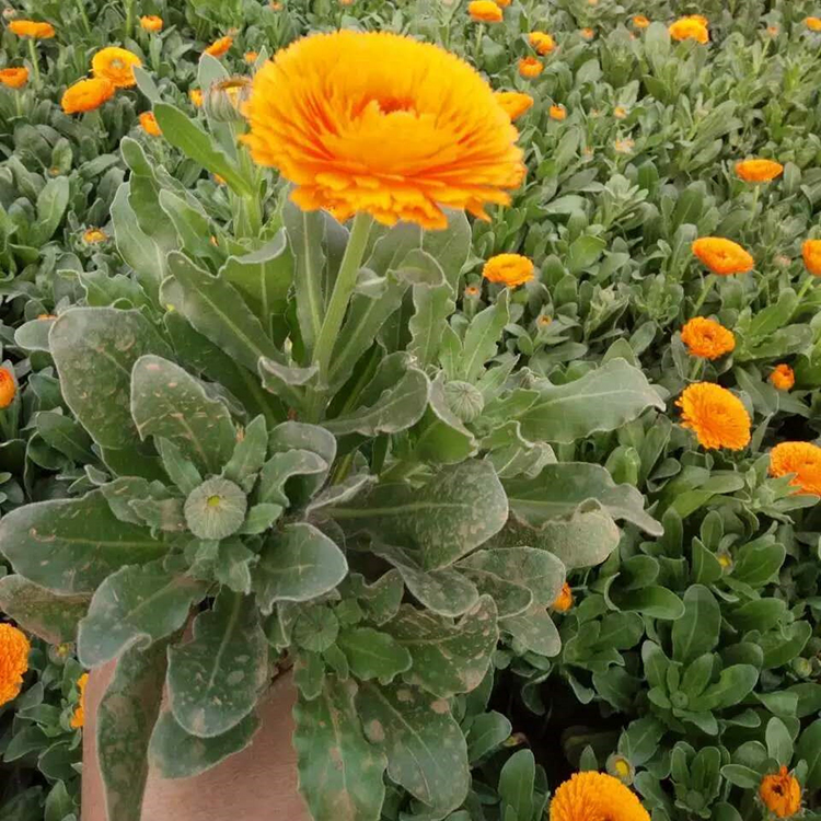 万寿菊 青州苗圃基地 万寿菊小苗供应商