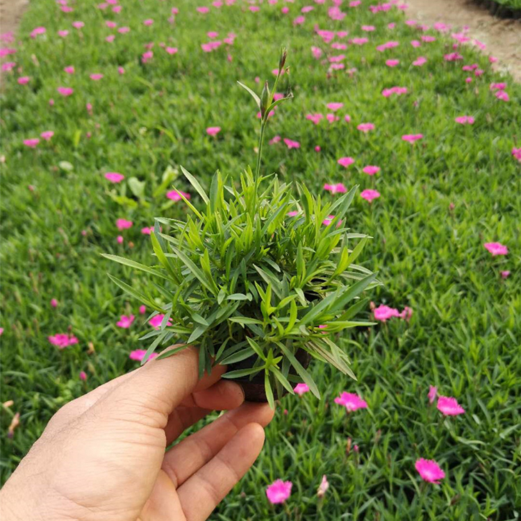 青州欧石竹小苗 价格从优 欧石竹小苗报价