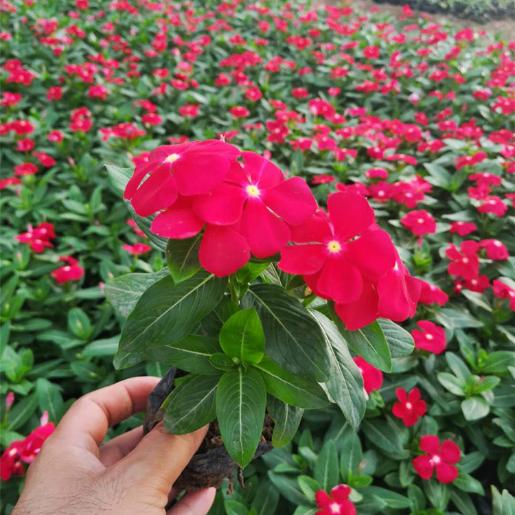 长春花苗子 多年生草本植物 价格从优 长春花价格