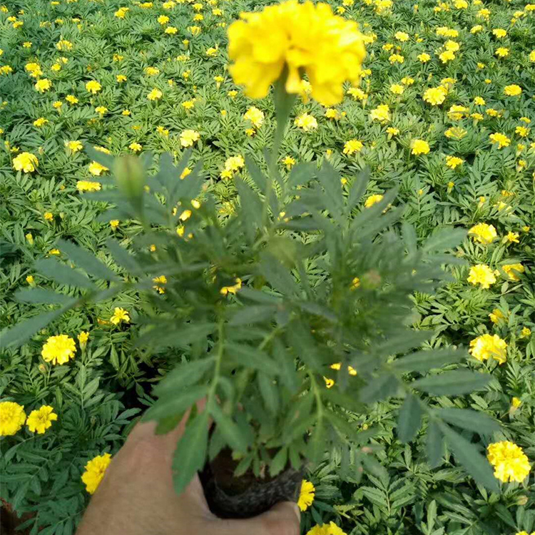 孔雀草苗批发 批发基地 山东孔雀草苗